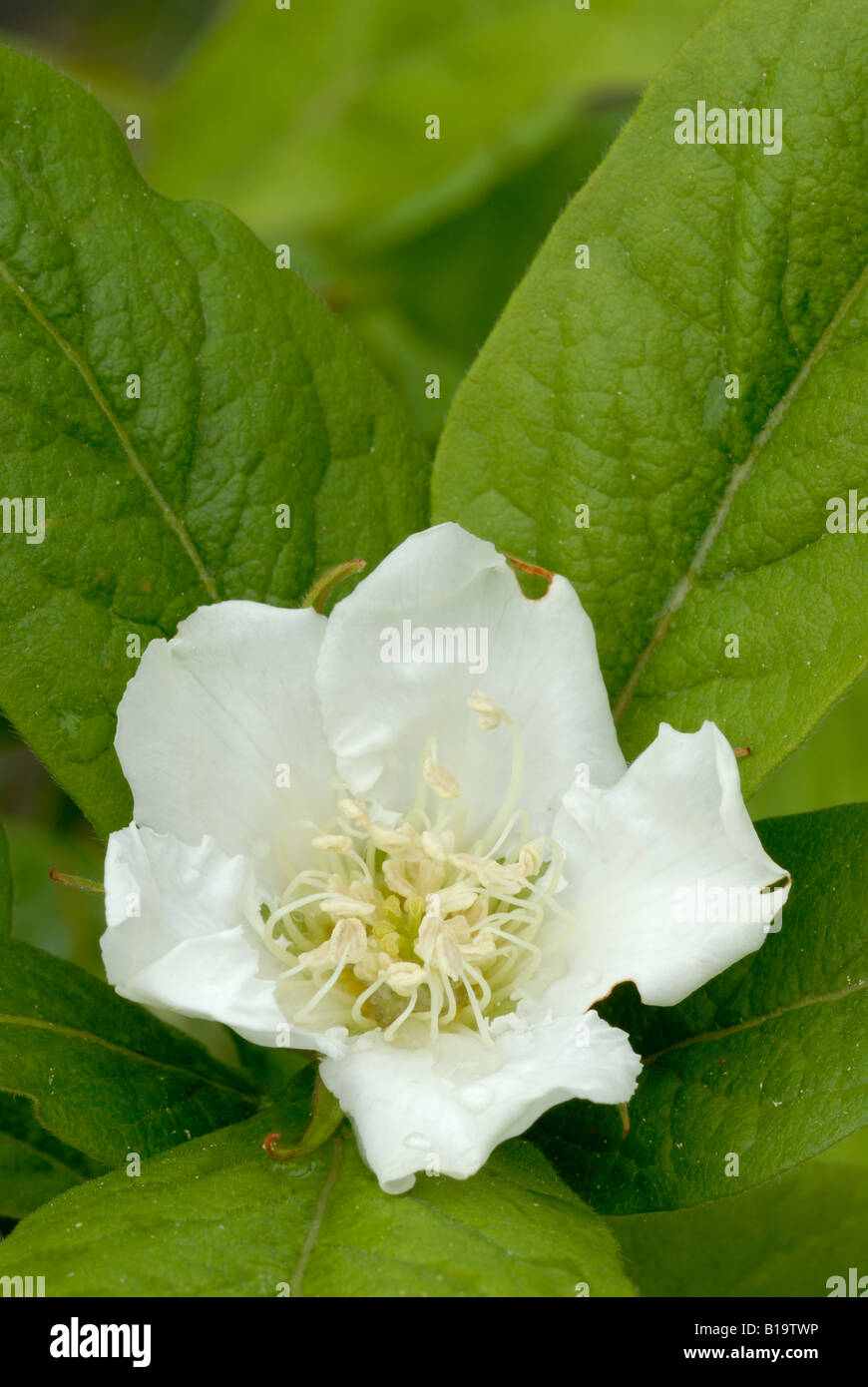 Medlar Flower Mespilus Germanica Wales UK Stock Photo Alamy