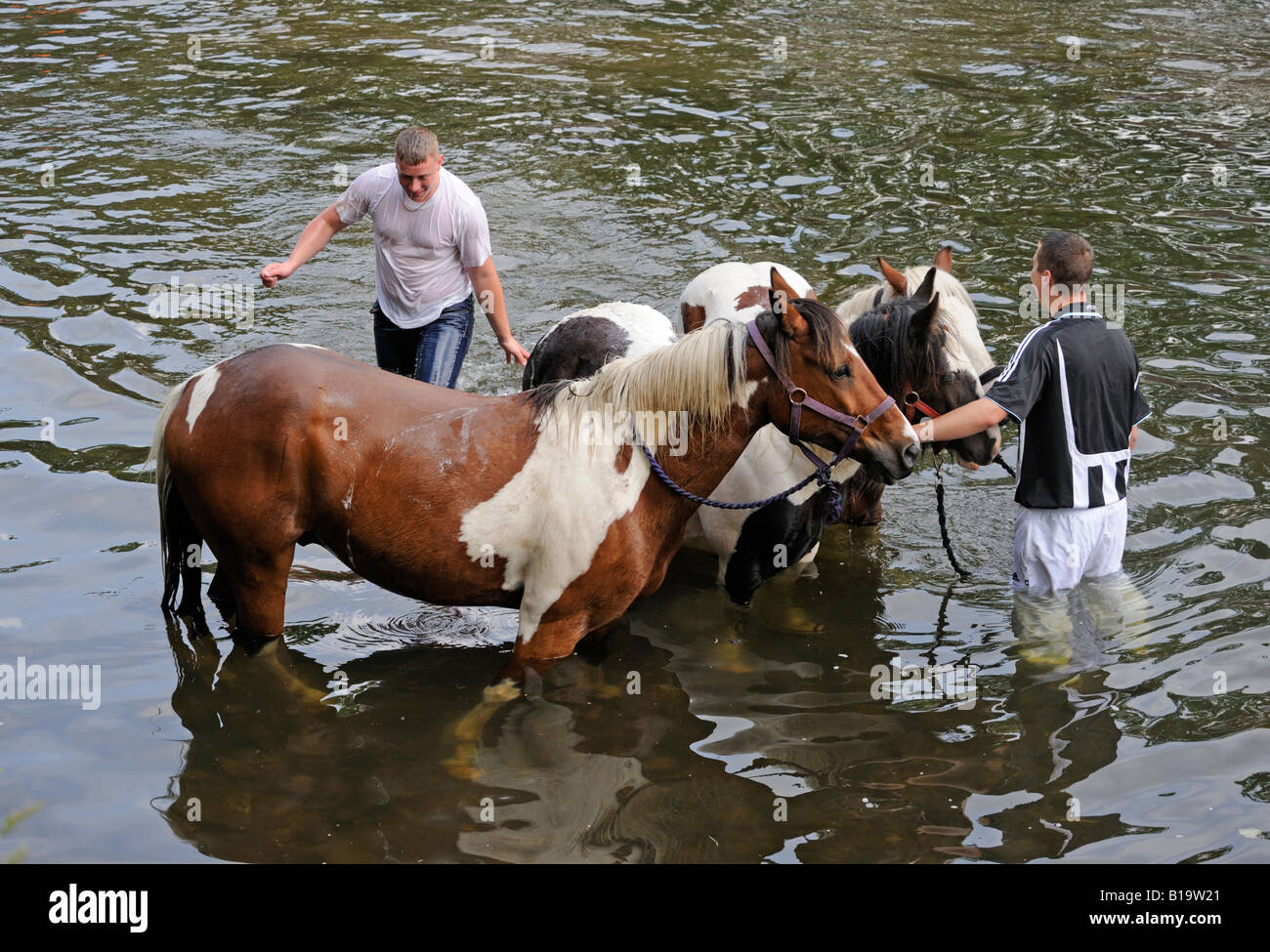 Gypsy travellers washing horses in River Eden. Appleby Horse Fair. Appleby-in-Westmorland, Cumbria, England, United Kingdom. Stock Photo