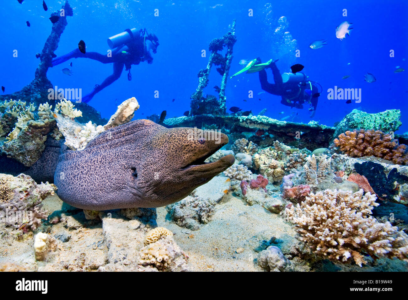 Divers pass overhead as a Giant Moray Eel weaves her way through wreckage on the sea bed near Hurghada in the Egyptian Red Sea. Stock Photo