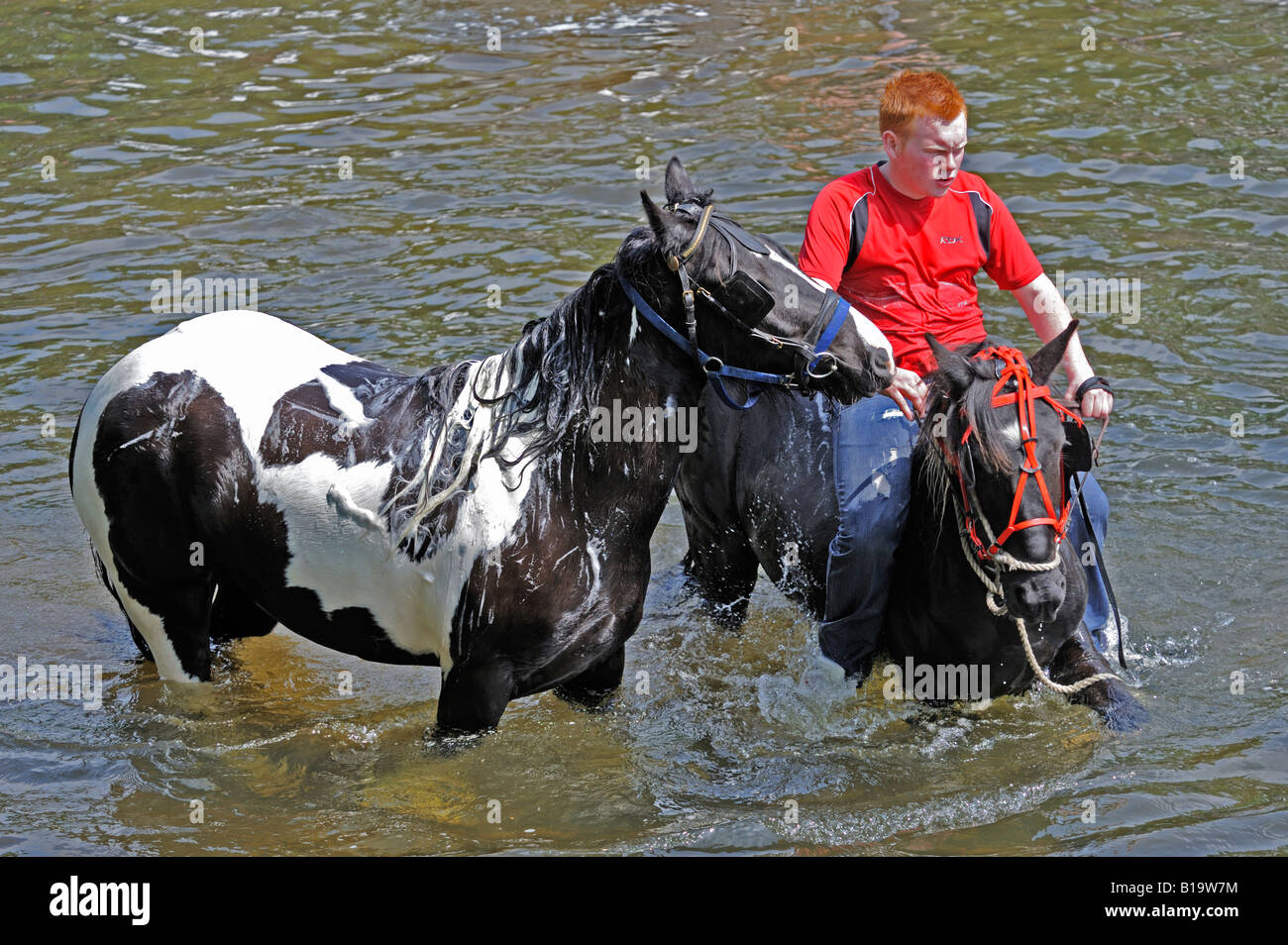 Gypsy traveller boy with horses in the River Eden. Appleby Horse Fair. Appleby-in-Westmorland, Cumbria, England. Stock Photo