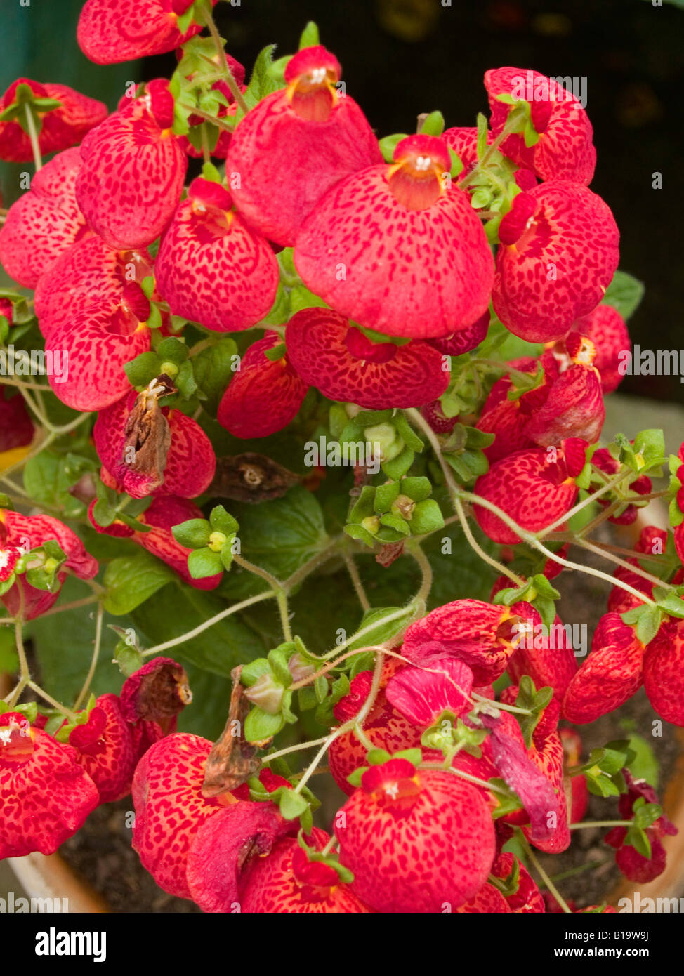 colorful red Calceolaria flowers Lady Slippers Stock Photo
