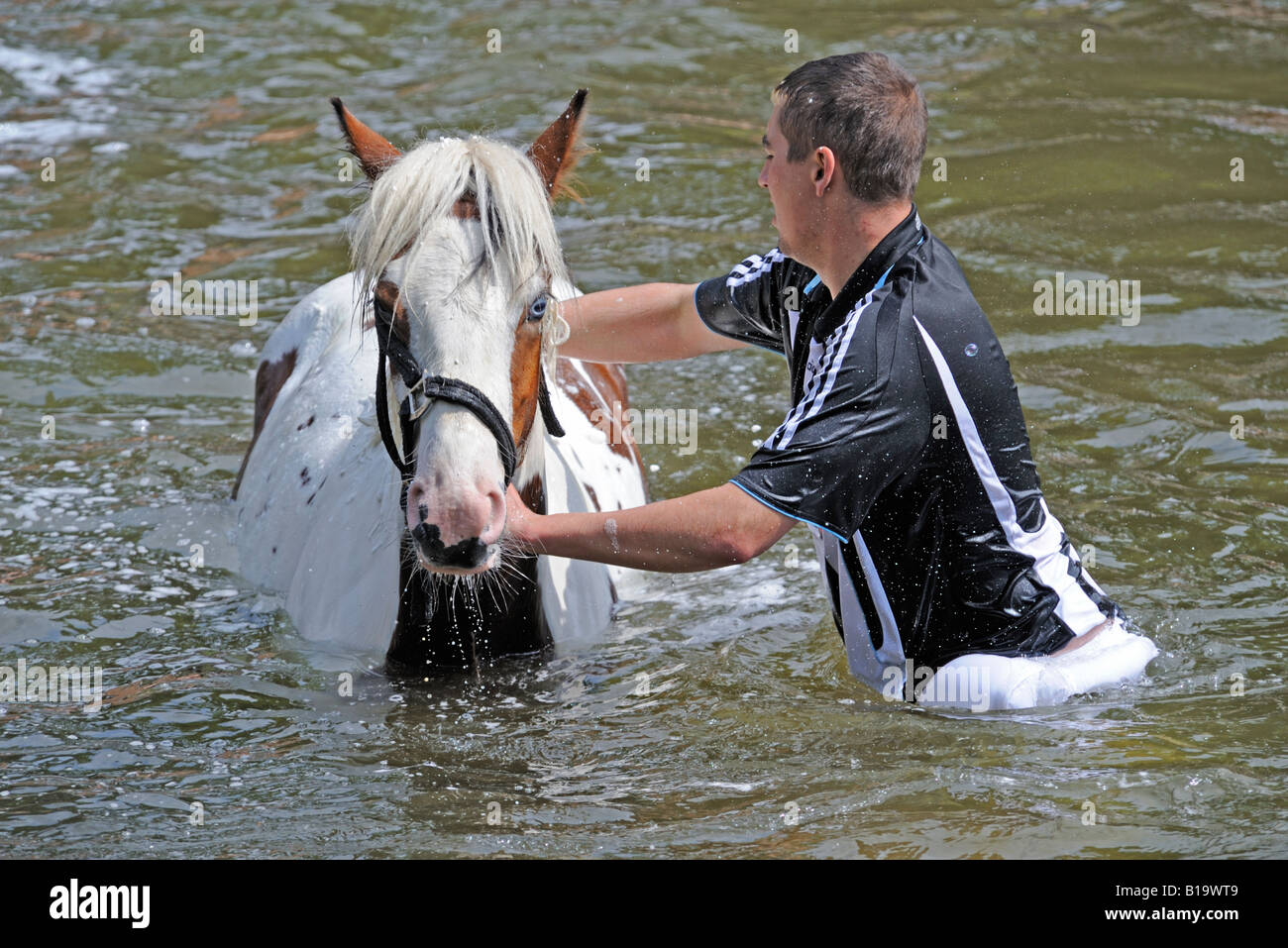 Gypsy traveller washing horse in River Eden. Appleby Horse Fair. Appleby-in-Westmorland, Cumbria, England, United Kingdom. Stock Photo