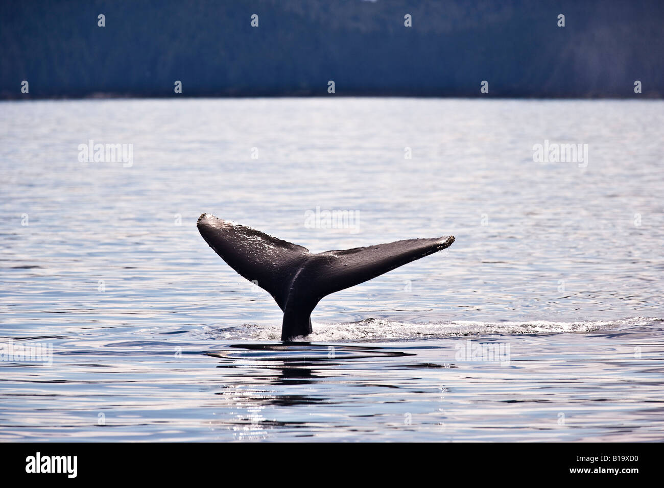 Humpback Whale, Megaptera novaengliae, South East Alaska, USA Stock Photo