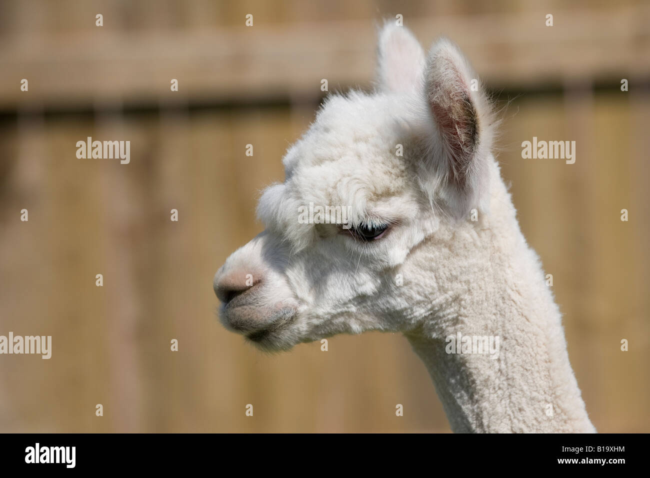 Recently shorn Alpaca Stock Photo