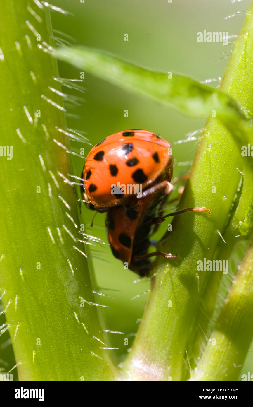 Mating ladybug hi-res stock photography and images - Alamy