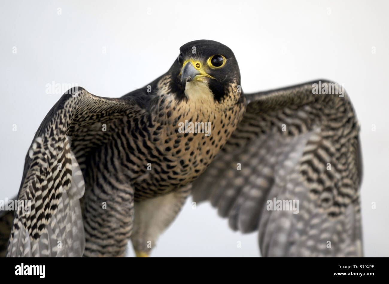 A Peregrine Falcon  - falco peregrinus - UK Birds of Prey Stock Photo