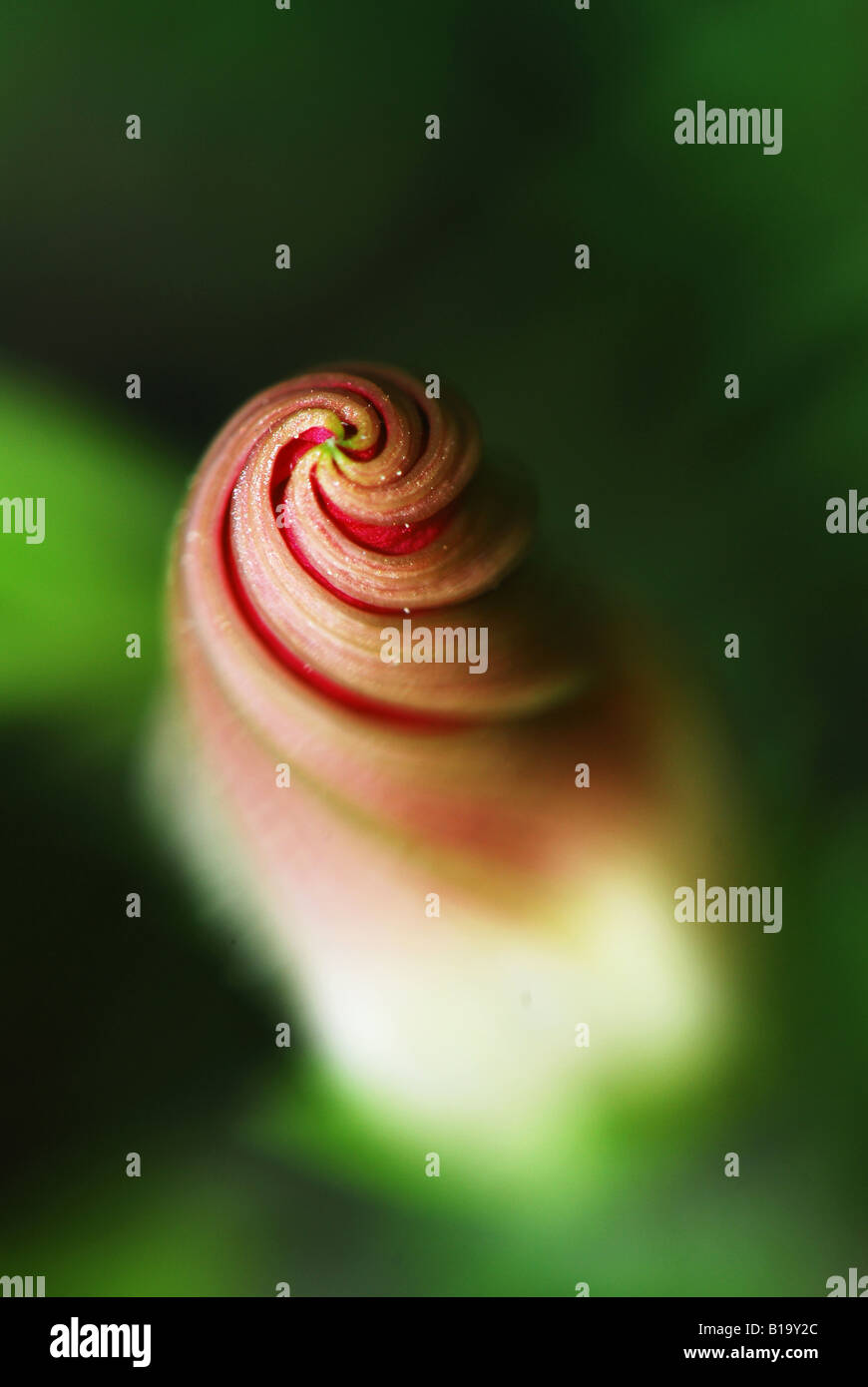 Soft focus macro flower hi-res stock photography and images - Alamy
