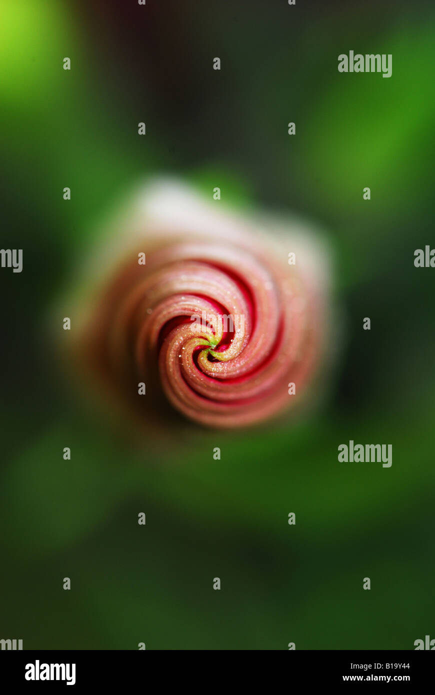 Soft focus flower hi-res stock photography and images - Alamy