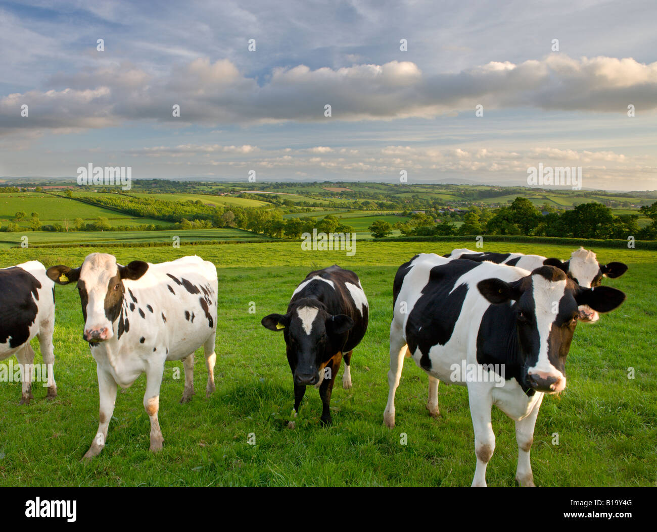 Curious Friesian cows in a field near Crediton in rural Devon England Stock Photo