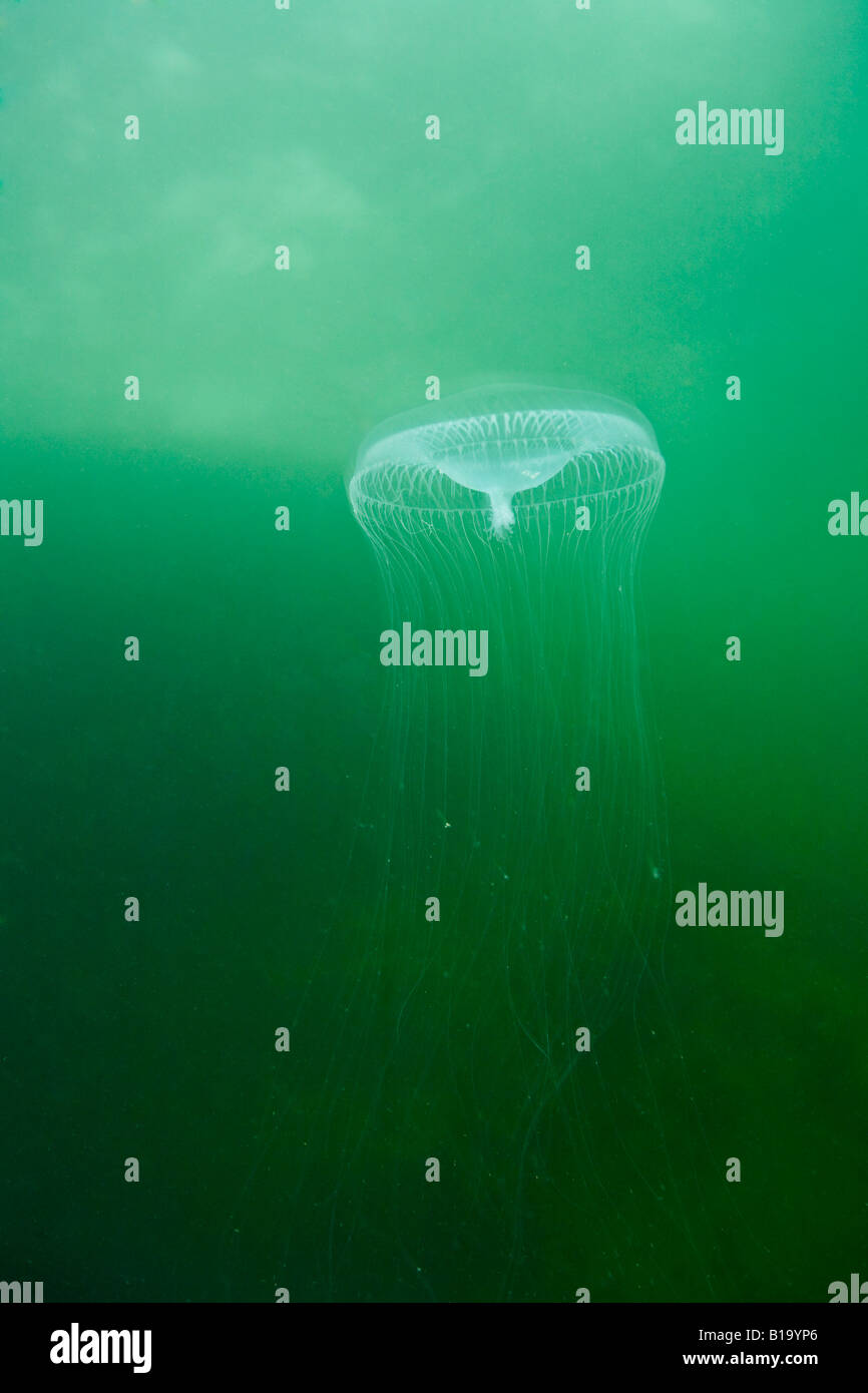 Aequoria Jellyfish (Scyphozoa) Stock Photo