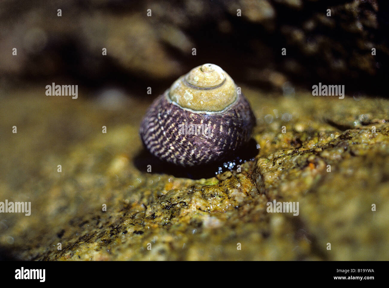Live sea snail in shell. Periwinkle snail Stock Photo Alamy