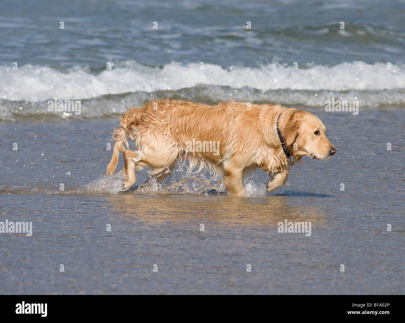 Golden retriever in water Stock Photo Alamy