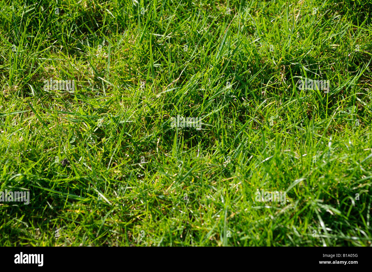 Green grass close up of lawn Stock Photo - Alamy