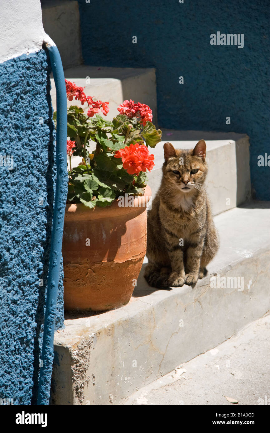 Tabby Cat on Steps by Geranium Flowers Greek Islands Stock Photo