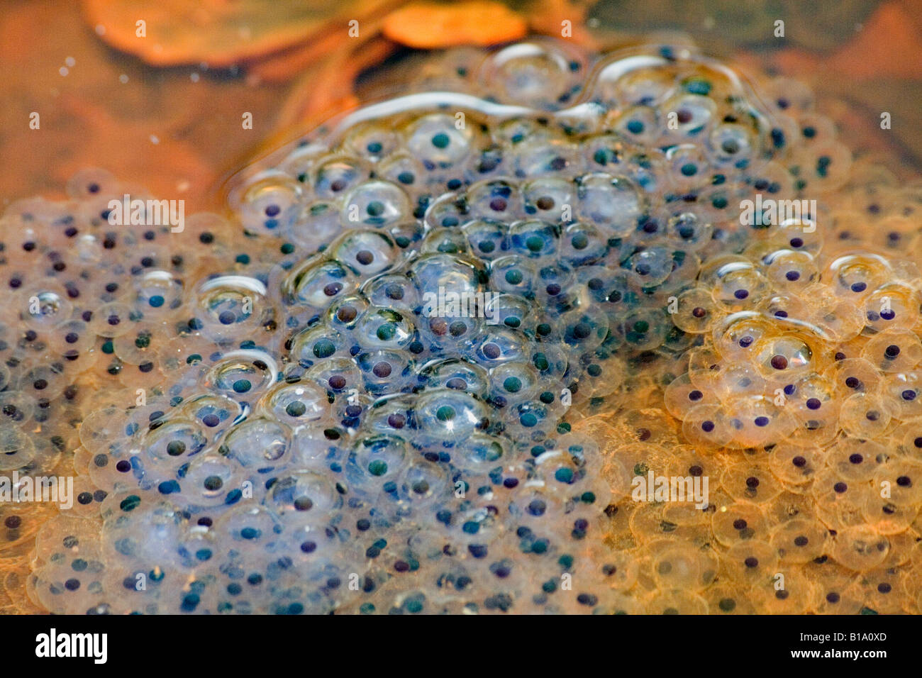 Common frog, frog spawn, amphibian, leaflitter, twigs, brown, olive, very familiar, native to UK ...