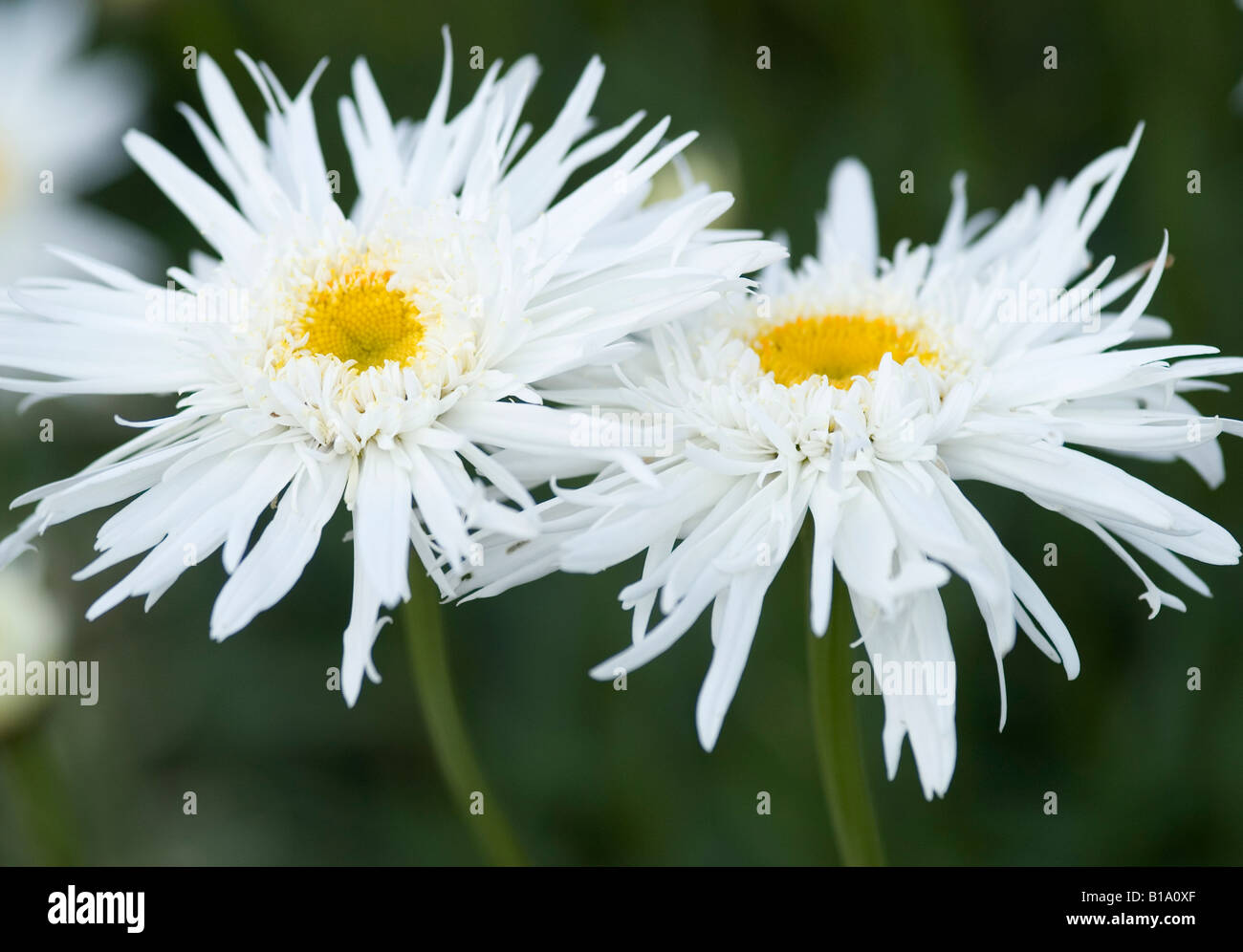 Shasta daisy hi-res stock photography and images - Alamy