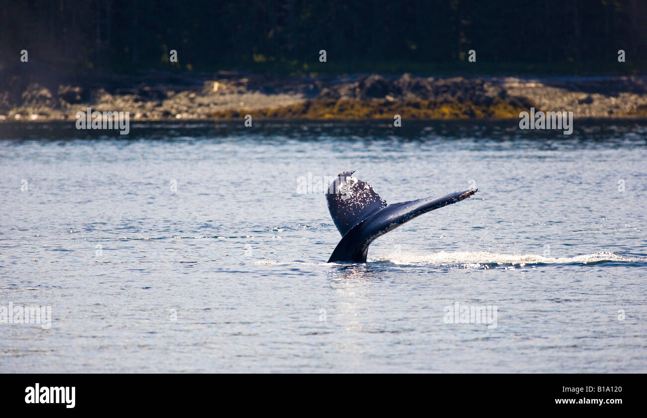 Humpback Whale, Megaptera novaengliae, South East Alaska, USA Stock Photo