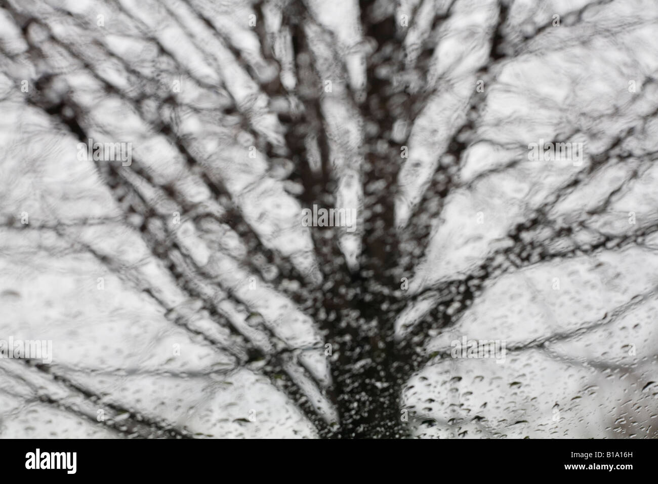 raindrops on car window with tree Stock Photo