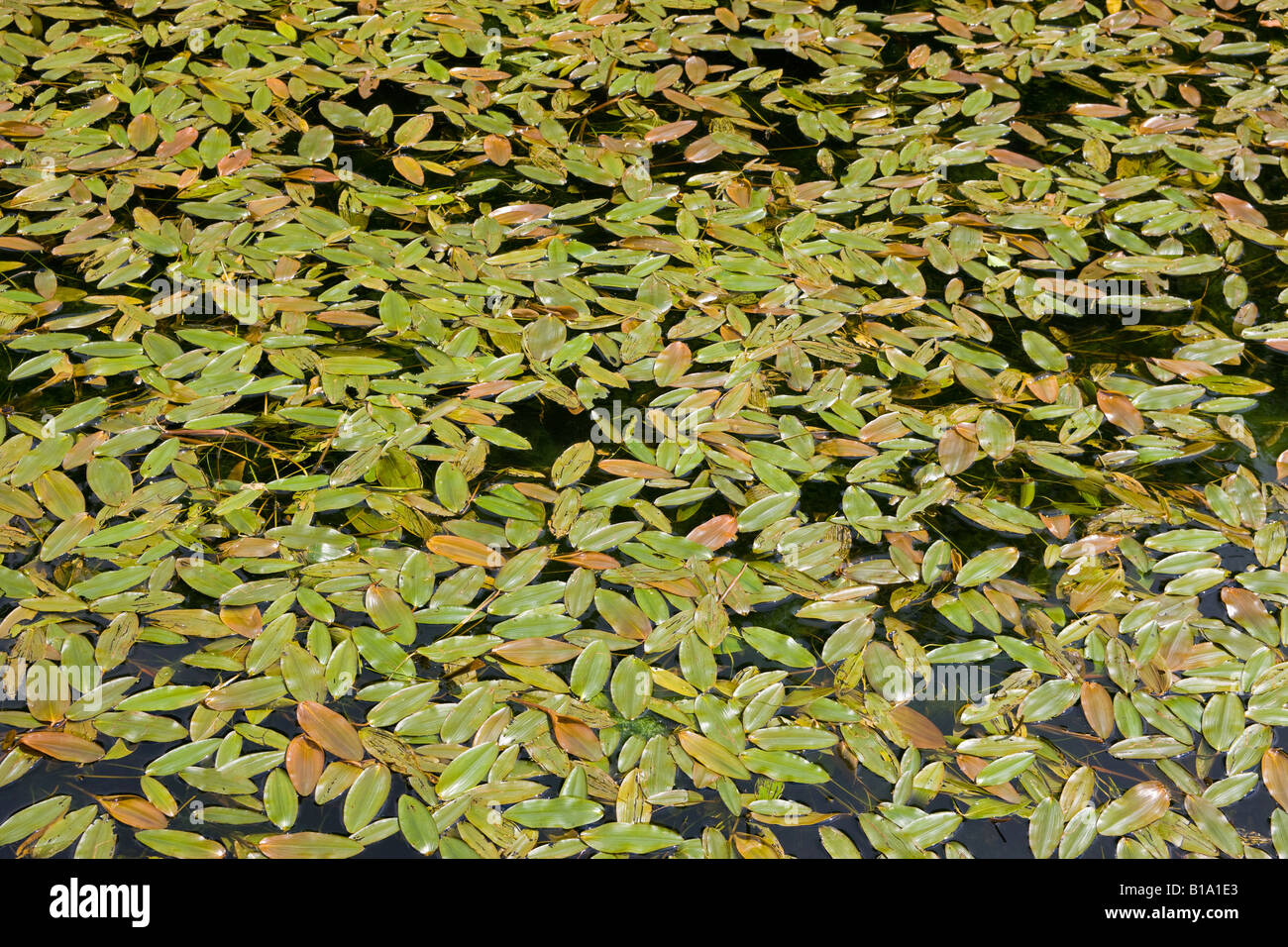 Fen Pondweed Potamogeton coloratus growing in the Cromford Canal showing floating leaves Stock Photo
