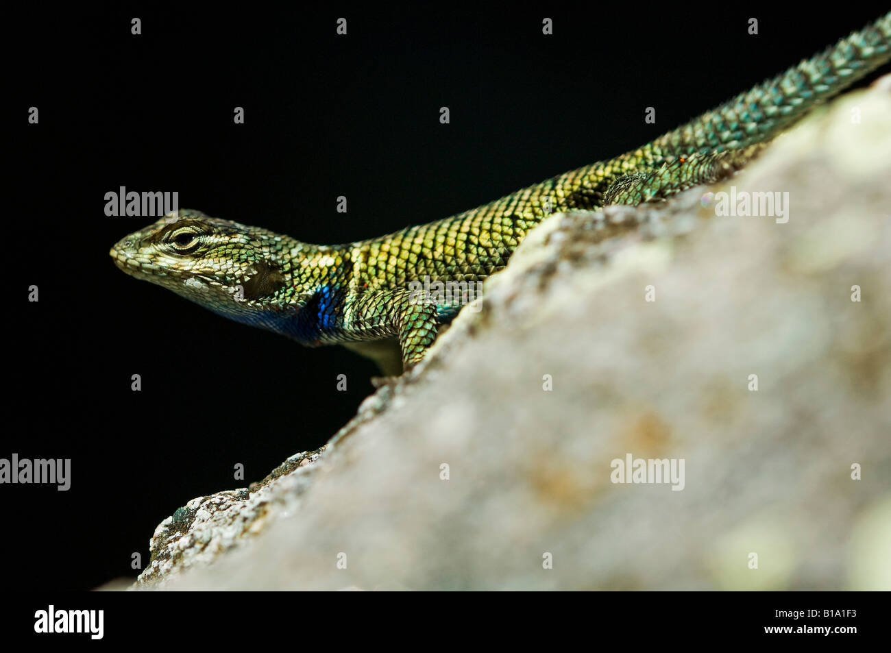 Lizard Sideview High Resolution Stock Photography and Images - Alamy