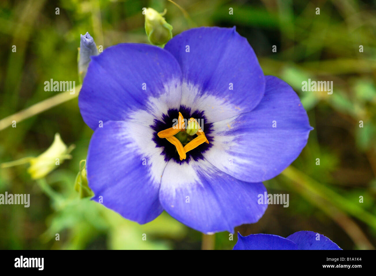 Texas Bluebell Flower Stock Photo Alamy