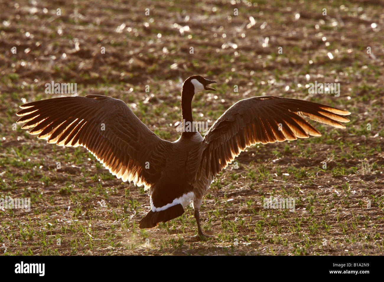 Canada Goose with spread wings Stock Photo - Alamy