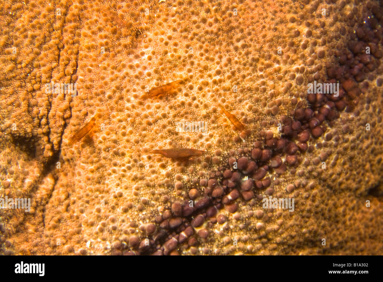 Cochin sea star with tiny shrimp Stock Photo