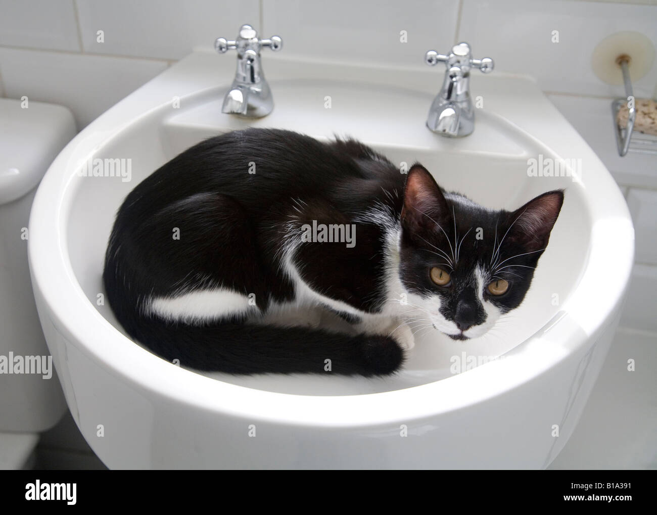 pet cat in wash basin Stock Photo Alamy