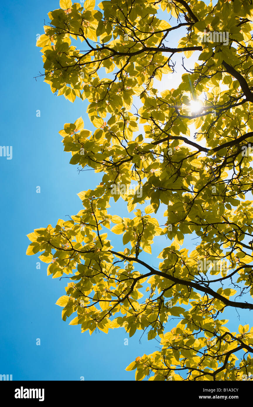 Leaves against bright blue sky hi-res stock photography and images - Alamy