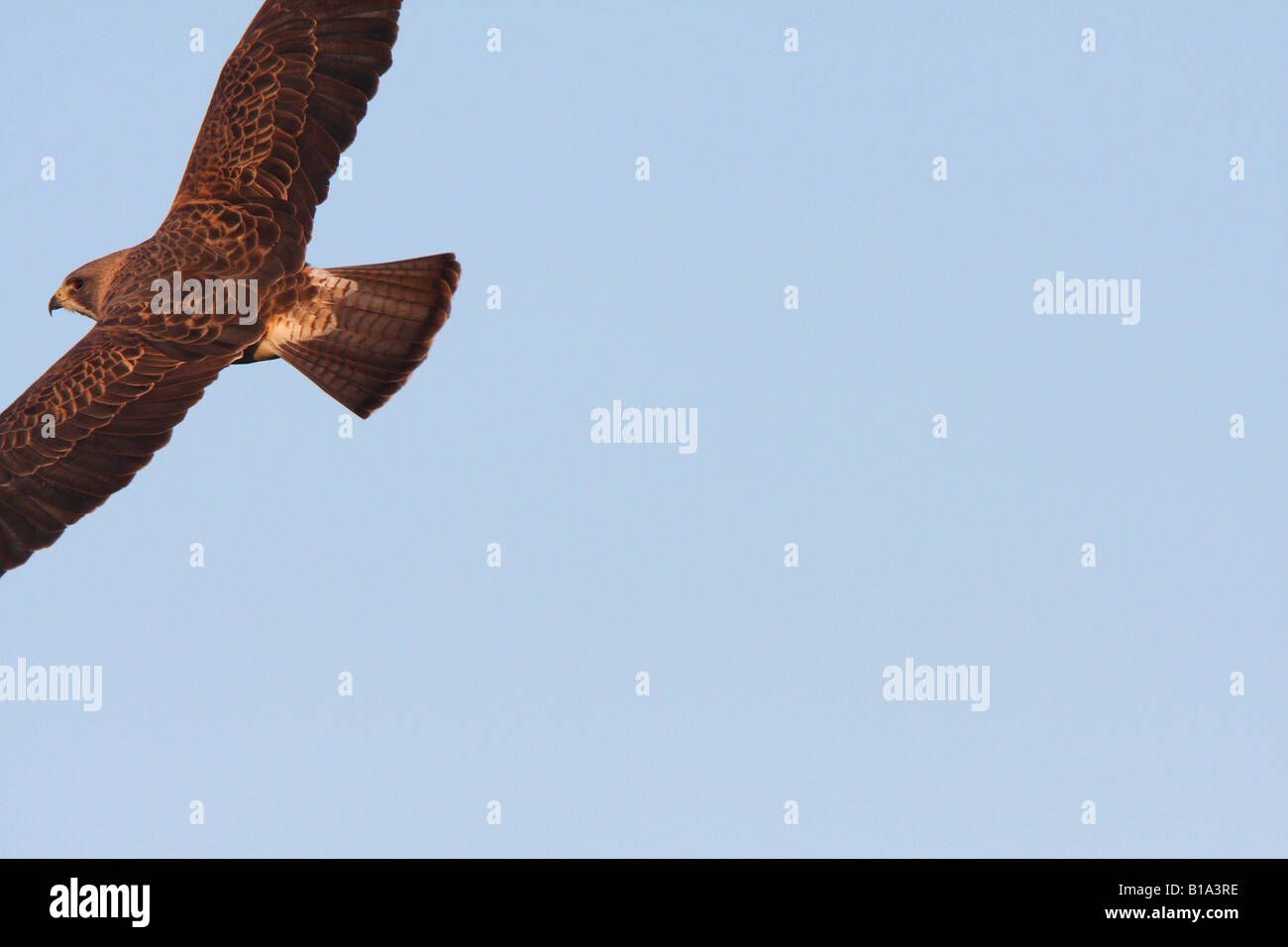 Swainson s Hawk in flight Stock Photo - Alamy
