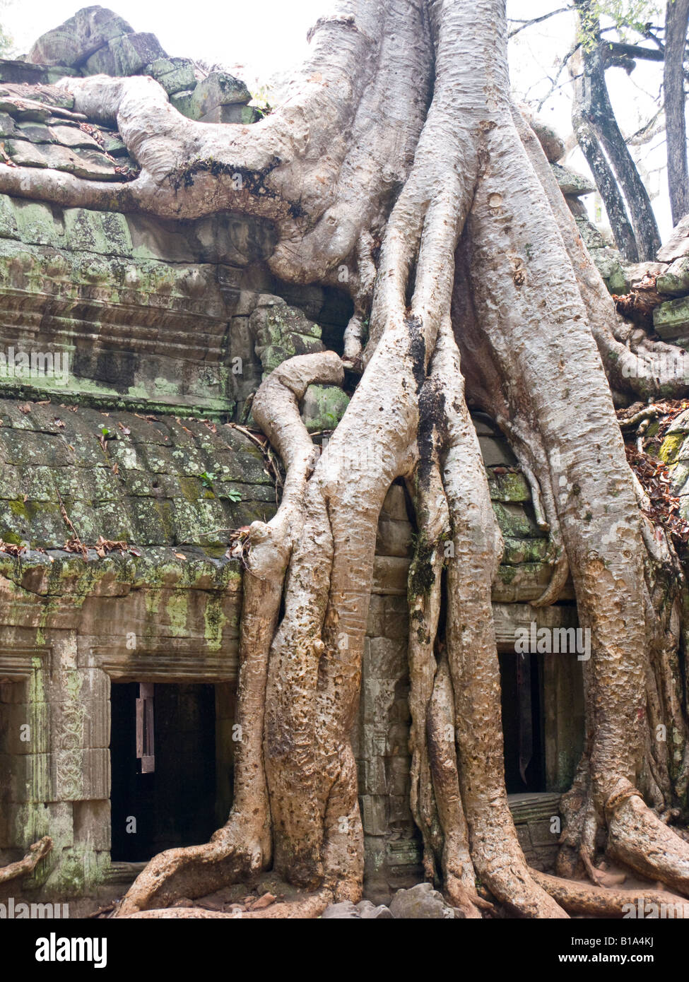 tree and vegetation on top of ruins, Ta Prohm temple, Angkor, Cambodia ...