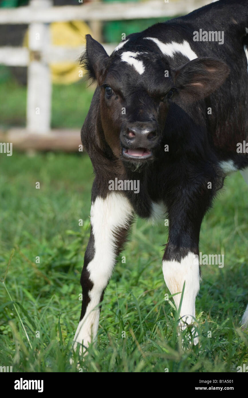 One calf standing Stock Photo Alamy