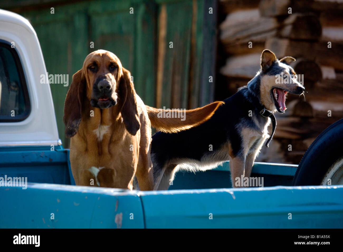 Dogs in back of truck hires stock photography and images Alamy