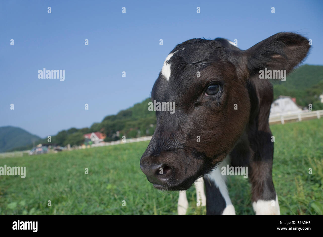 One calf standing Stock Photo