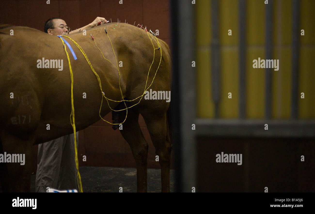 Veterinary prepares to apply electro stimulation to a horse as part of an acupuncture therapy session at the Sha Tin Racecourse Stock Photo