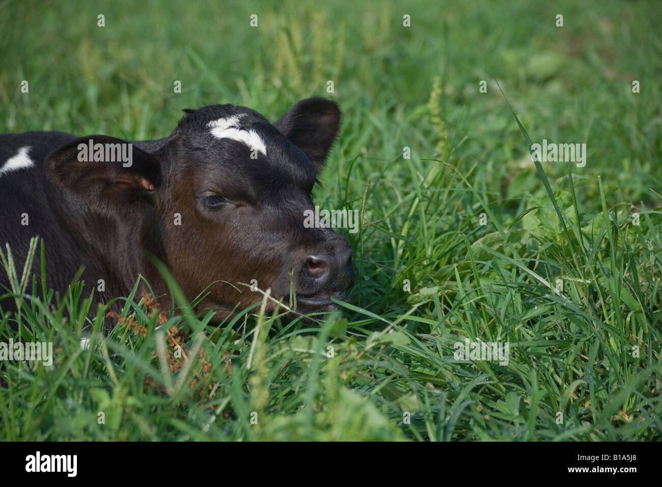 Cow lying on grass Stock Photo - Alamy