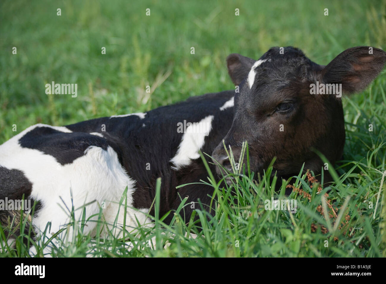 Cow lying on grass Stock Photo - Alamy
