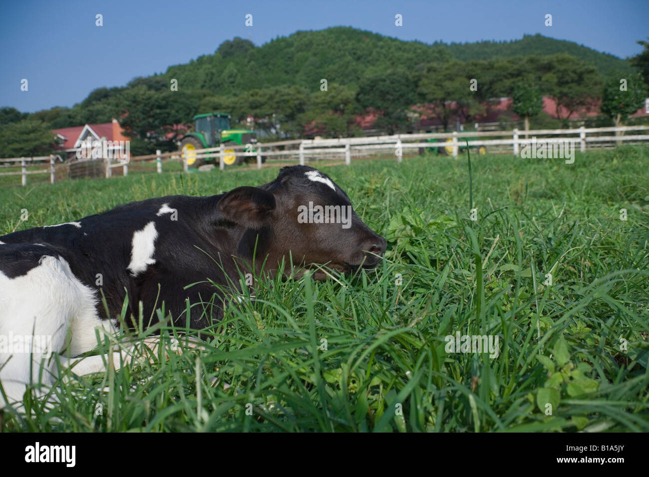 Cow lying on grass Stock Photo - Alamy