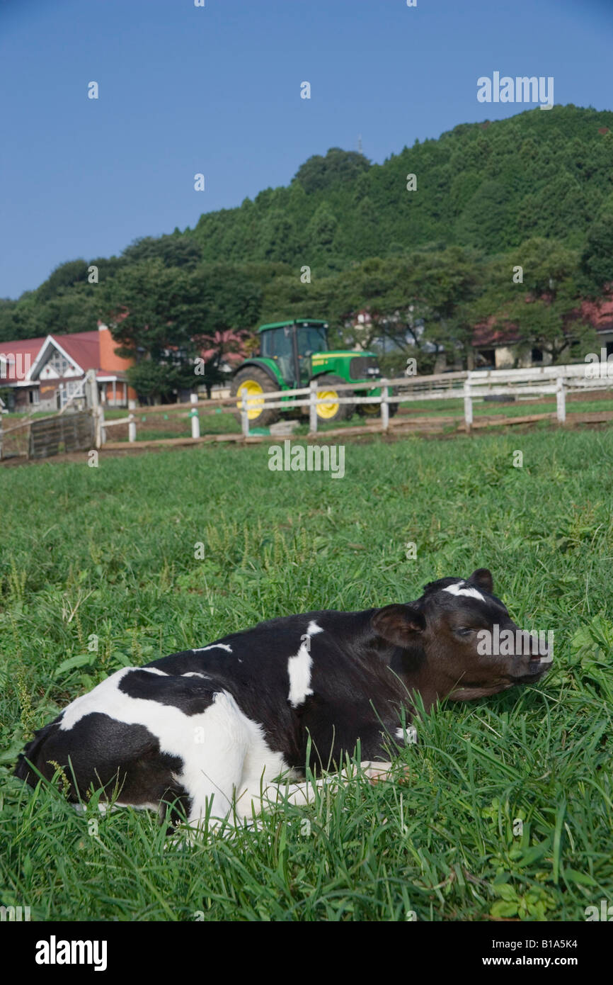 Cattle lying on grass hi-res stock photography and images - Alamy