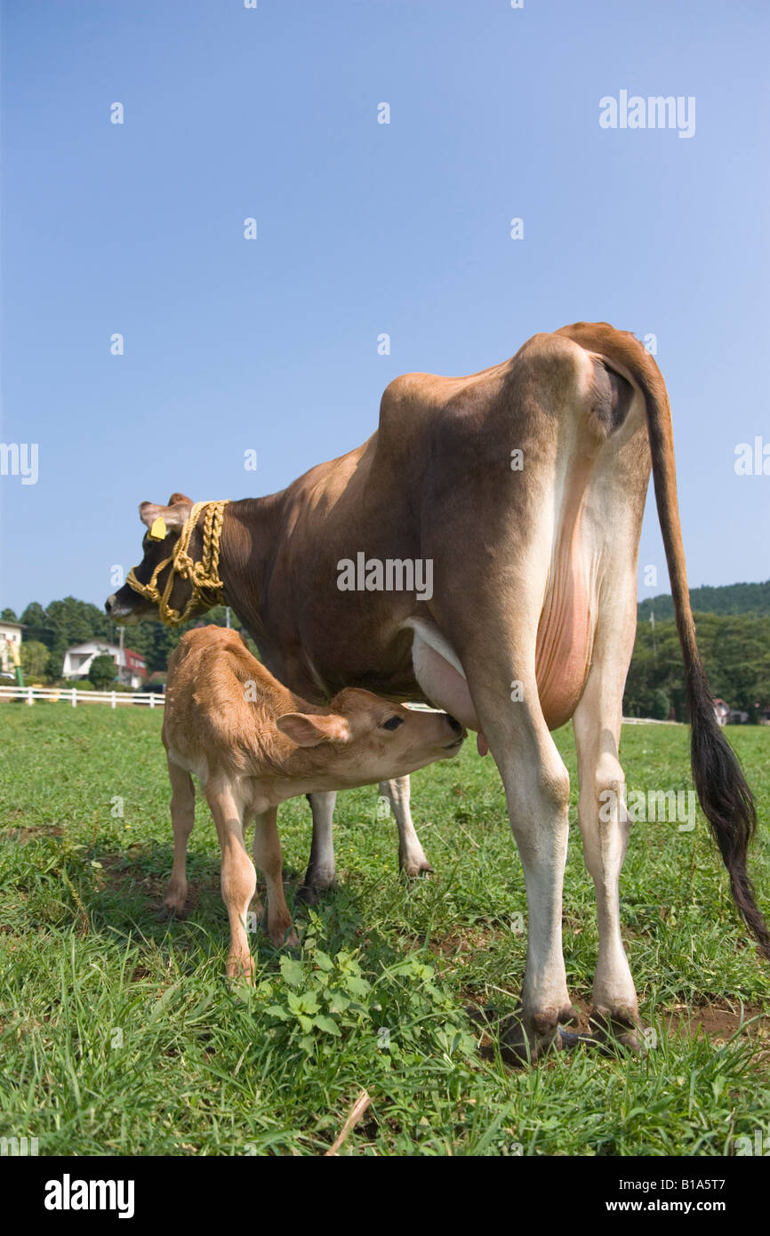 Mother cow feeding calf Stock Photo