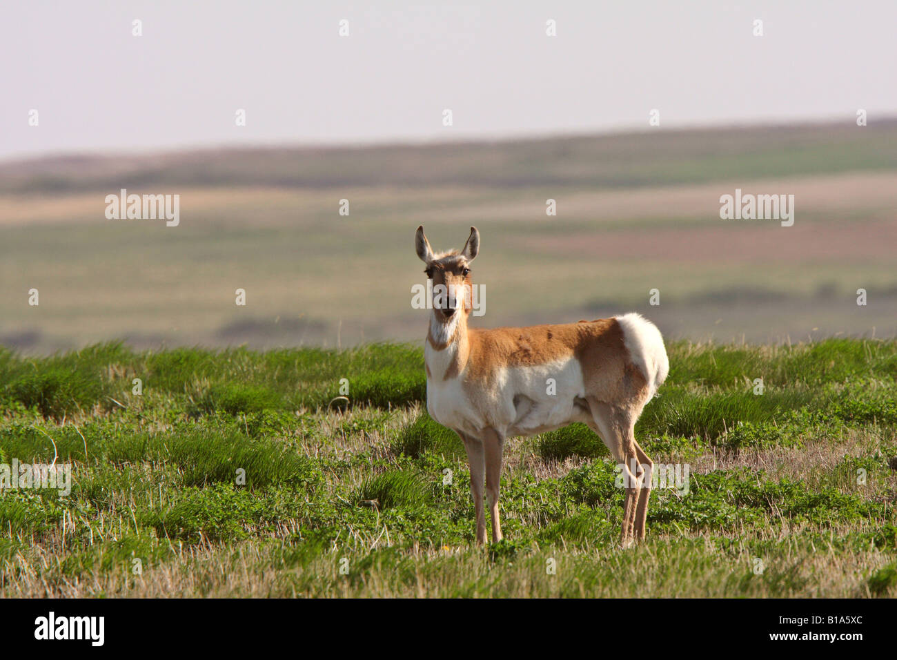 Pronghorn Antelope in field Stock Photo Alamy