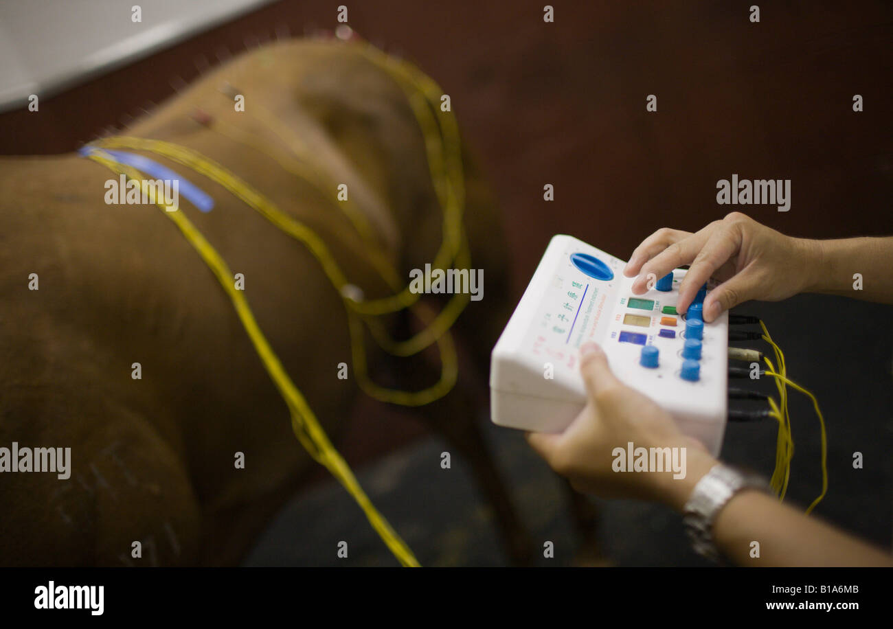 Veterinary apply electro stimulation to a horse as part of an acupuncture therapy session at the Sha Tin Racecourse Stock Photo