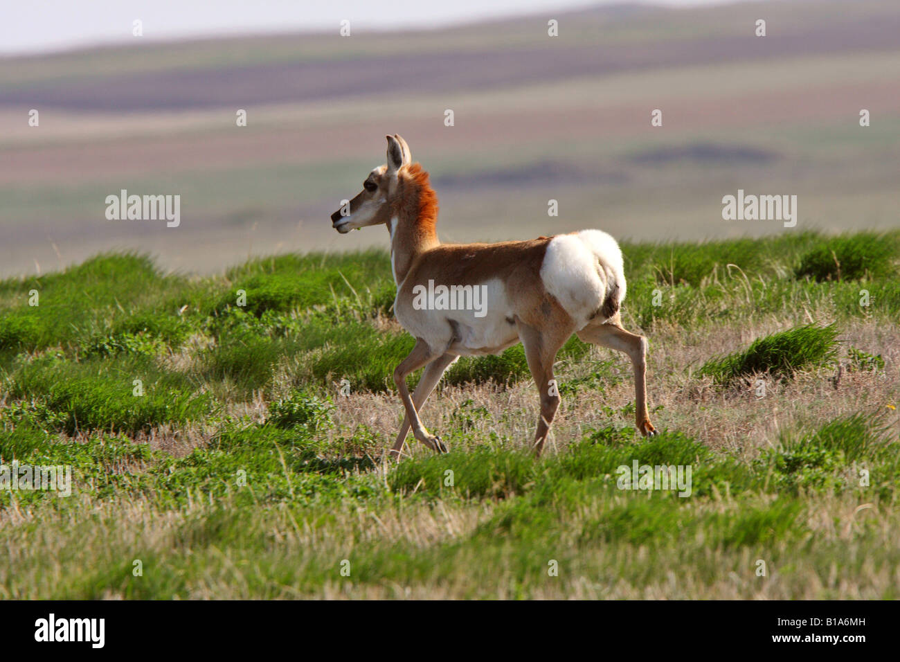 Pronghorn Antelope in field Stock Photo Alamy