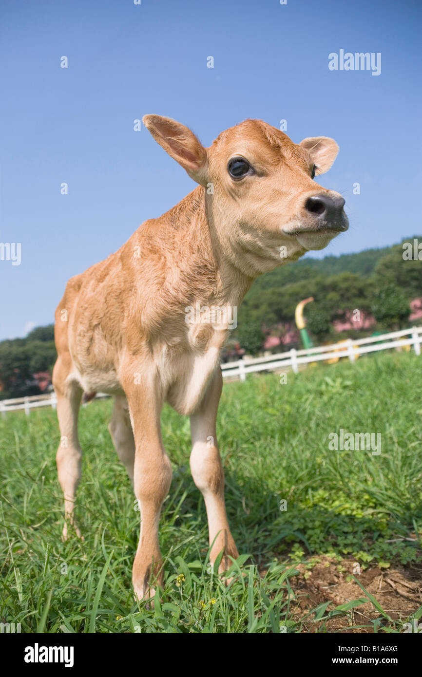 Calf standing Stock Photo