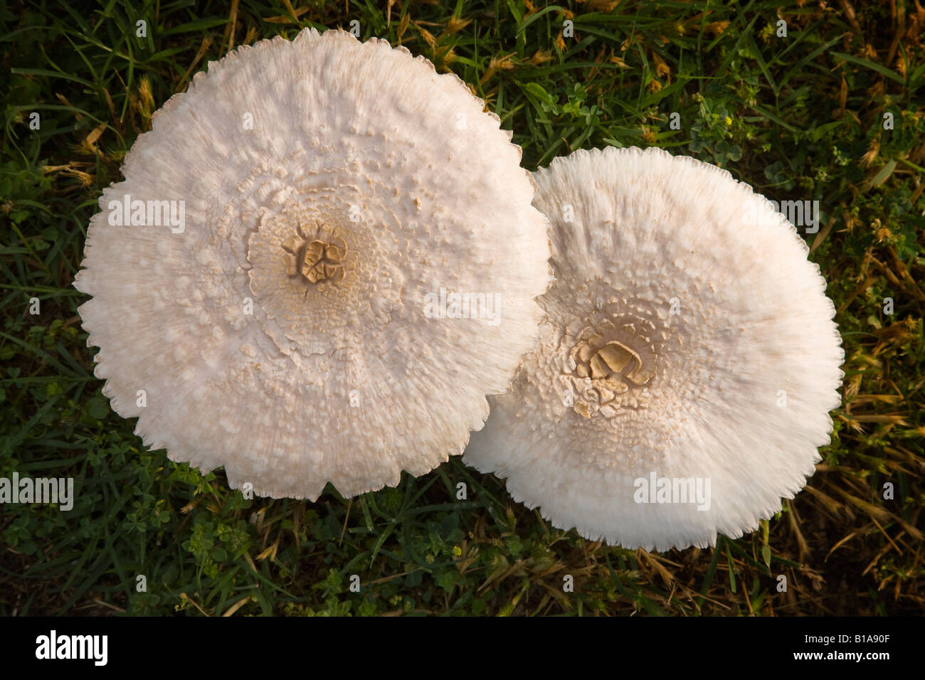 Top down view of two mushrooms Stock Photo