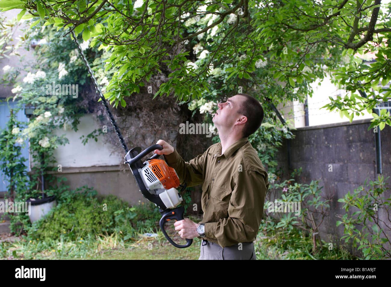 Man holding Stihl HS 81 R cutting a magnolia tree Stock Photo - Alamy