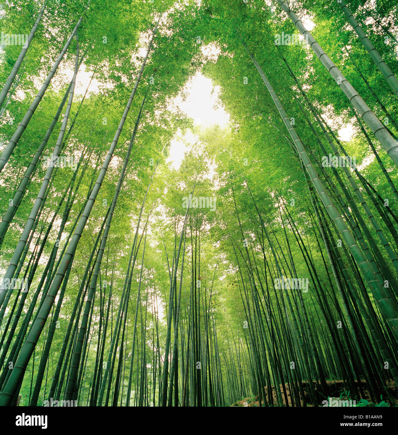 Low angle view forest hi-res stock photography and images - Alamy