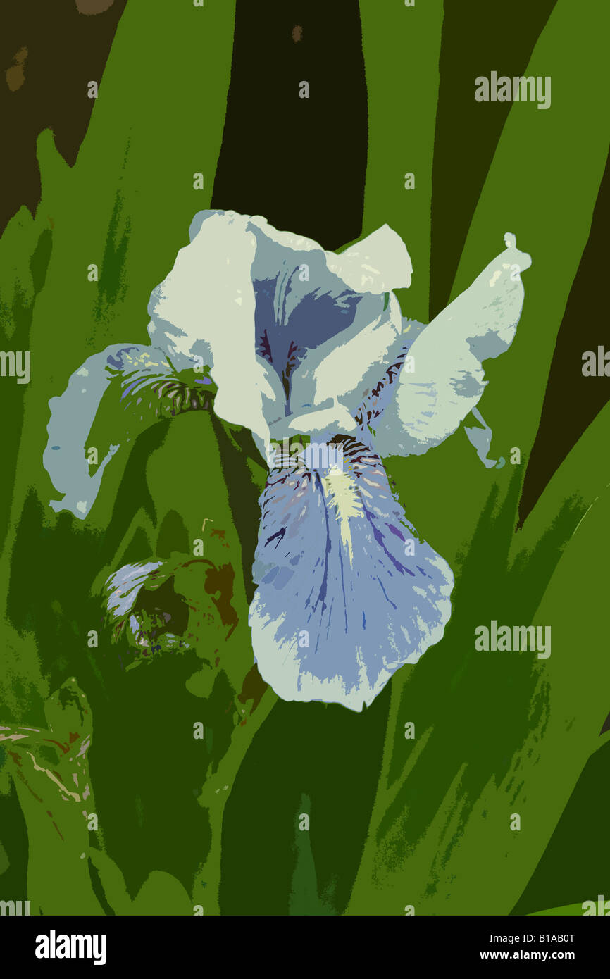 Flower illustration of an Iris Stock Photo
