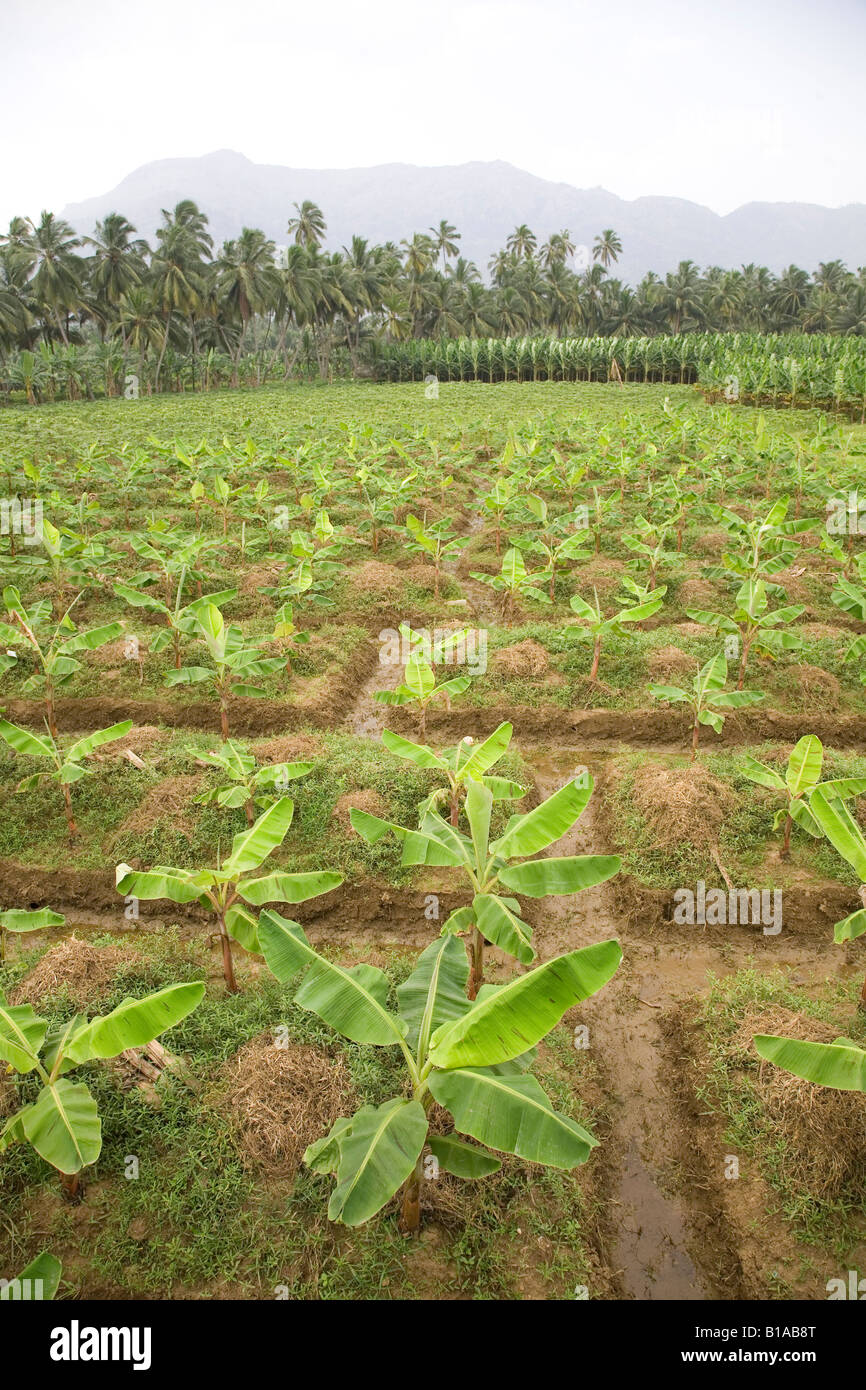 Banana trees grow by the side of National Highway 47, near to