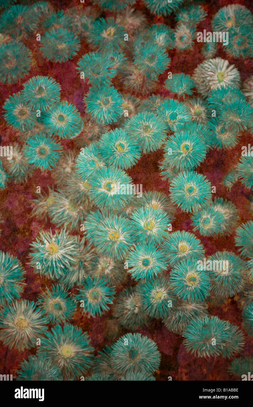 Abstract flower illustration Stock Photo